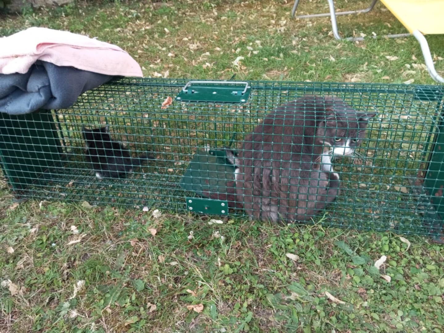 Campagne de stérilisation de Saint Maixent l'Ecole 2025