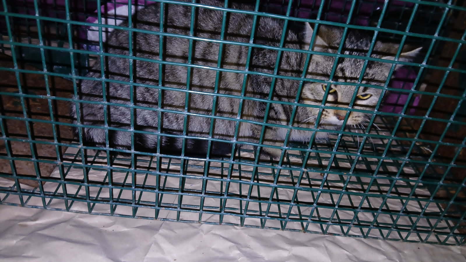 Campagne de stérilisation de Nanteuil 2025