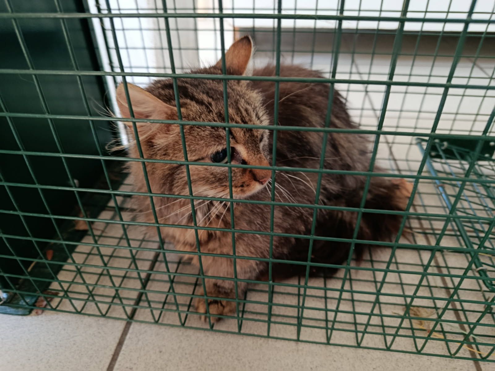 Campagne de stérilisation de La Mothe Saint Heray 2025